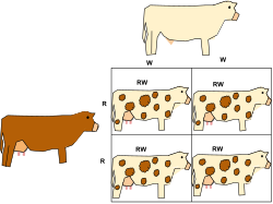 Co-dominance in a Punnett square. A white bull (WW) mates with a red cow (RR), and their offspring exhibit co-dominance expressing white and red hairs.