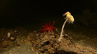 A stalked crinoid (white) and a comatulid (red) in deep sea, showing the differences between these two sister groups