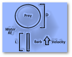 Computational fluid dynamics model parameters of nematocyst discharge.