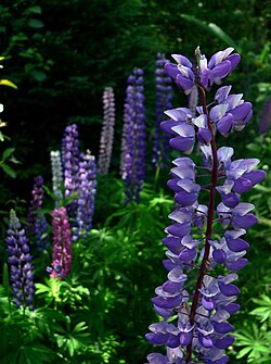 Large-leaved lupine (Lupinus polyphyllus): native to western North America but introduced and invasive in several areas worldwide