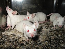 Laboratory mice, widely used in medical research
