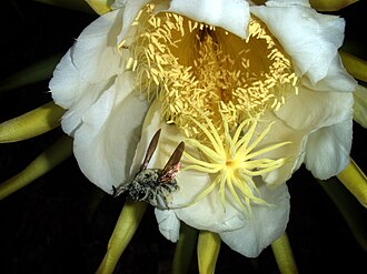 Female carpenter bee with pollen collected from a night-blooming cereus