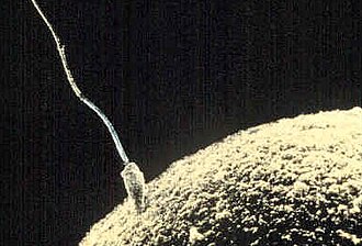 A human spermatozoon fusing with a human ovum. The spermatozoon is approximately 100,000 times smaller in size than the human ovum.