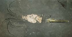 A fossilised belemnite