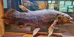 Holotype specimen in East London Museum