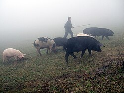 Pig herding in fog, Armenia. Human selection for domestic traits is not affected by later gene flow from wild boar.[27][28]