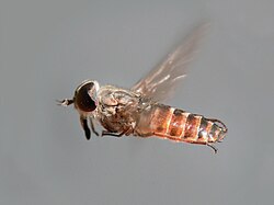 A tabanid in flight