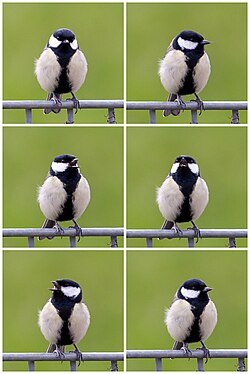 Great tit twittering