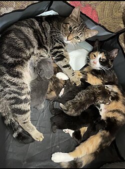 Two female housecats cooperatively nursing a litter of kittens in a nest. The one on the left is the birth mother, the one on the right does not have a litter of her own.