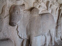 A bull bas relief, Mamallapuram