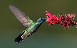 Lesser violetear at a flower