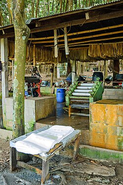 Natural rubber plantation press with raw latex sheets, Chiang Saen, Thailand