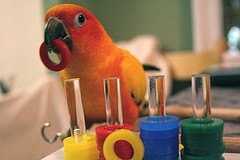 Sun conure demonstrating parrots' puzzle-solving skills