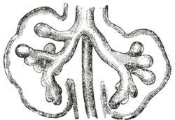 Lungs during development, showing the early branching of the primitive bronchial buds