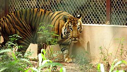 Bengal Tiger at the Lucknow Zoo