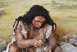 Homo heidelbergensis likely used fur clothing to adapt to the colder climate of Europe