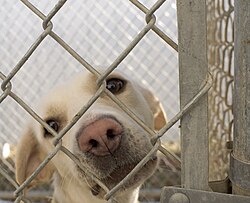 A dog at an animal shelter