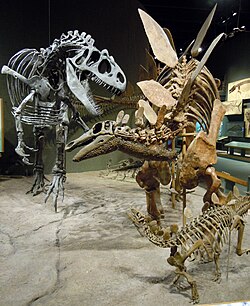 Stegosaurus stenops and Allosaurus fragilis mounts posed after illustrations made by Gregory S. Paul, Denver Museum of Nature and Science[3]