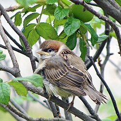 Fledgling