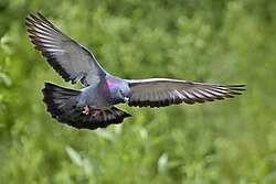 Domestic and feral pigeons (above) (Columba livia domestica) are commensals, having lived alongside humans for thousands of years after being domesticated from the rock dove (Columba livia). Due to its range being expanded with human assistance, the pigeon has a cosmopolitan distribution.[6]