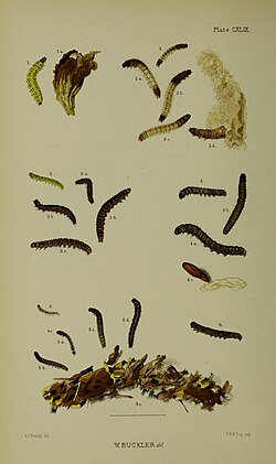 Figs. 2, 2a, 2b, 2c, 2d larvae in various stages
