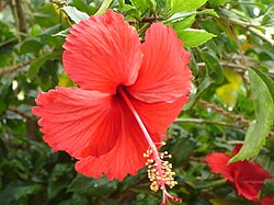 The flower is the angiosperm's reproductive organ. This Hibiscus flower is bisexed, and it contains stamen and pistils.
