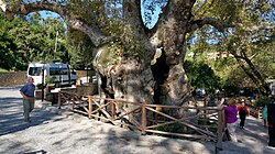 The Hıdırbey Musa Ağacı (Moses Tree) in Samandağ
