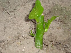 Vegetative reproduction from a stem cutting less than a week old. Some species are more conducive to this means of propagation than others.
