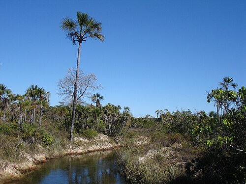 A vereda with a buriti tree at the Grande Sertão Veredas National Park in Brazil. The Park was created in 1989 in Formoso, Minas Gerais, in order to protect the environment