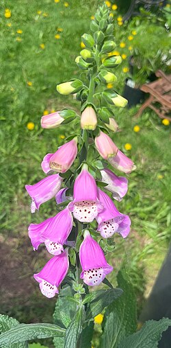 Digitalis blossoms and immature flowers