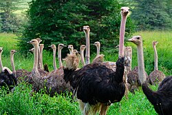 A large group of around 30 ostriches gathered in Nairobi National Park, Kenya.