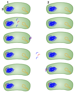 1: Donor bacterium 2: Bacterium who will receive the gene 3: The red portion represents the gene that will be transferred. Transformation in bacteria happens in a certain environment.
