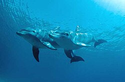 Dolphins in Los Roques Archipelago National Park