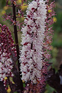 Cimicifuga Brunette or "Brunette bugbane" is a variety of A. simplex (U.K.)