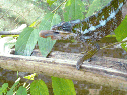A chameleon's tongue striking ballistically at food
