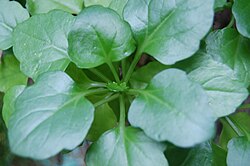 The leaves on this plant (Senecio angulatus) are alternately arranged.