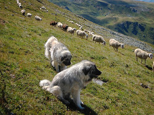 Dogs and sheep were among the first animals to be domesticated, at least 15,000 and 11,000 years ago respectively.[1]