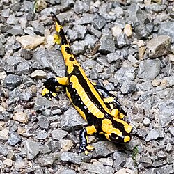 Opposite of disruption: The fire salamander, Salamandra salamandra, advertises its inedibility with bright warning colours, in patches that emphasize its body shape.