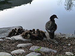 A mother with ducklings in Beijing, China