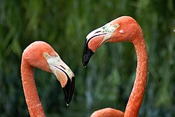 Caribbean flamingo