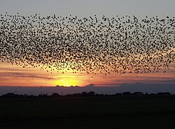A flock of starlings in Denmark. Flocks of this size and larger are common in North America following the successful introduction of the species in the 19th century.