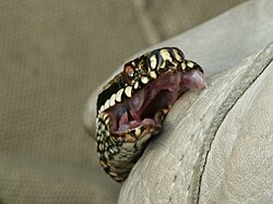Vipera berus, one fang in glove with a small venom stain, the other still in place