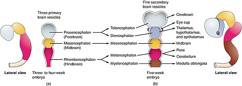 Stages of development of the brain vesicles