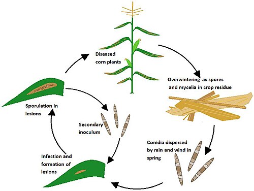 Disease cycle of Northern corn leaf blight