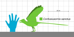 Size of C. sanctus compared to a human hand