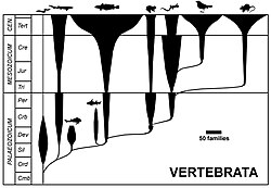 Evolution of the vertebrates at class level, width of spindles indicating number of families. Spindle diagrams are often used in evolutionary taxonomy.