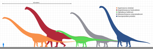 Size comparison of silhouettes of a human and six genera of giant sauropod dinosaurs, including Argentinosaurus