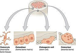 Bone cells
