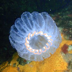 Circular ring cluster of pelagic salps off Aorangaia Island, New Zealand