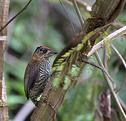 Ochre-collared piculet(Picumnus temminckii)